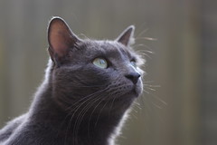 IMG_1199 ओलाफ