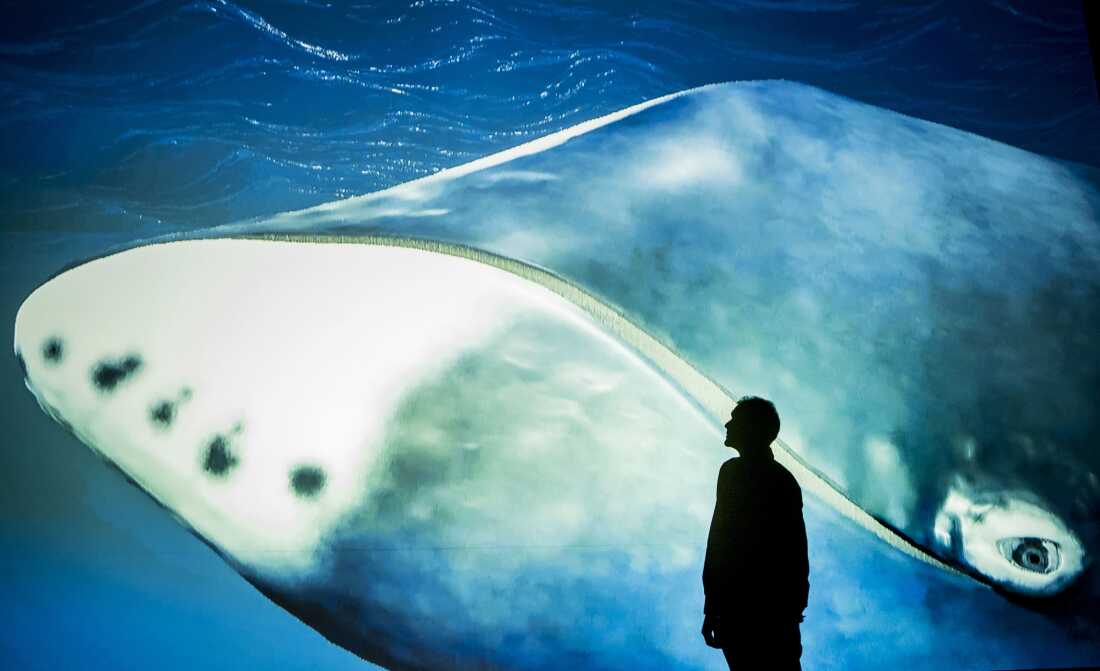 बोहेड व्हेल का डीएनए कैंसर से लड़ने का सुराग देता है: एनपीआर