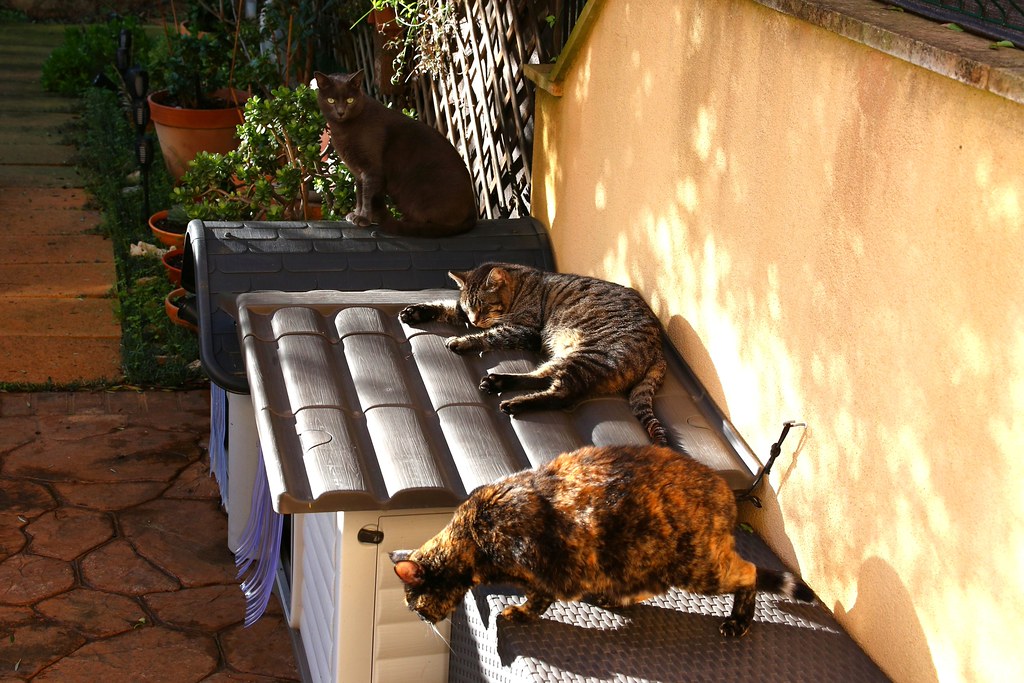 IMG_3636 गिरोह | धूप का आनंद ले रहे हैं. नये साल का दिन, मैं… IMG_3636 गिरोह | धूप का आनंद ले रहे हैं. नये साल का दिन, मैं…