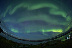 2डी3ए1496 अबिस्को