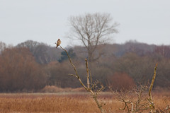 सोबोर्ग सो