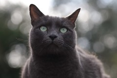 IMG_1943 ओलाफ