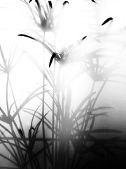 पफ्लान्ज़्लिच्ट