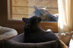 IMG_1978 ओलाफ और लोला