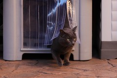 IMG_2056 ओलाफ