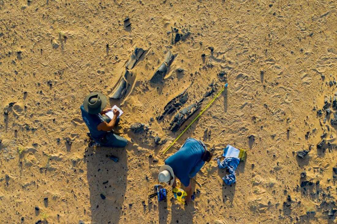 नई स्पिनोसॉरस प्रजाति के सिर पर विशाल शिखा थी: एनपीआर