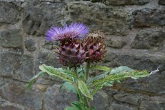 DSC04333 थीस्ल