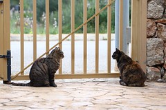 IMG_3687 चिको और लोला