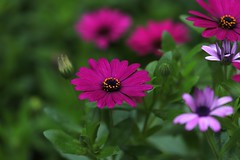 IMG_2147 डेज़ीज़