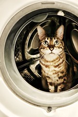 बिल्ली धोना