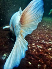 कोई वापस.