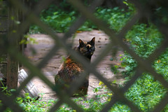 IMG_5329 लोला