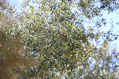 IMG_5506 गौरैया