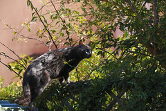 IMG_5569 ओलाफ