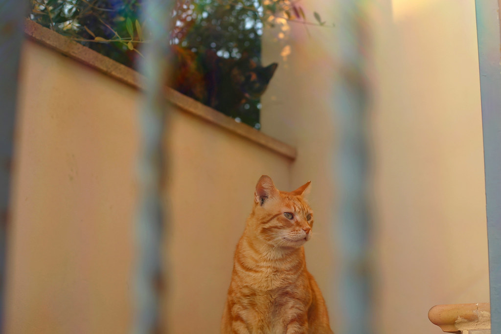 IMG_3990 रुबियो (और लोला) | रुबियो हर दिन मेरा इंतज़ार करता था…