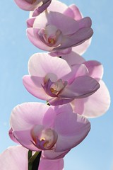 IMG_2328 ऑर्किड