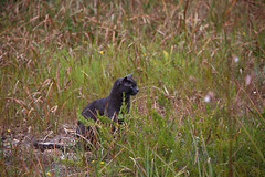 IMG_5358 ओलाफ